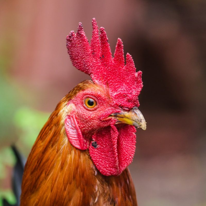 Rooster