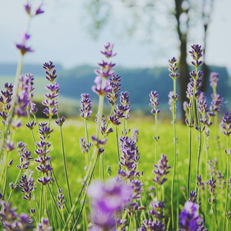 Medium Lavender Shoe